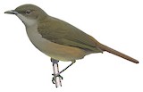 Plain Greenbul Illustration