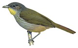 Western Bearded Greenbul Illustration