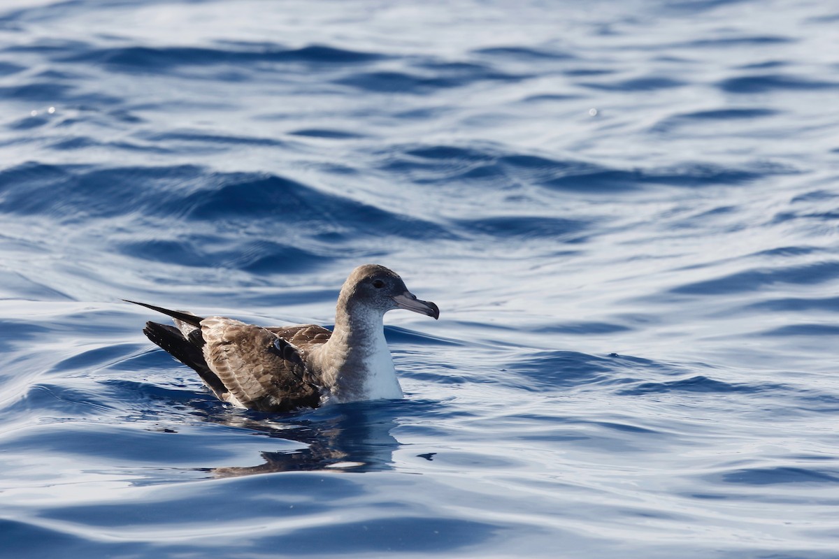 Pink-footed Shearwater - Timo Mitzen