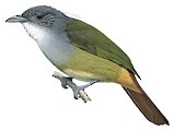 Eastern Bearded Greenbul Illustration