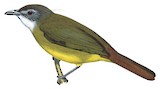 Red-tailed Greenbul Illustration