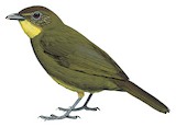 Yellow-bearded Greenbul Illustration