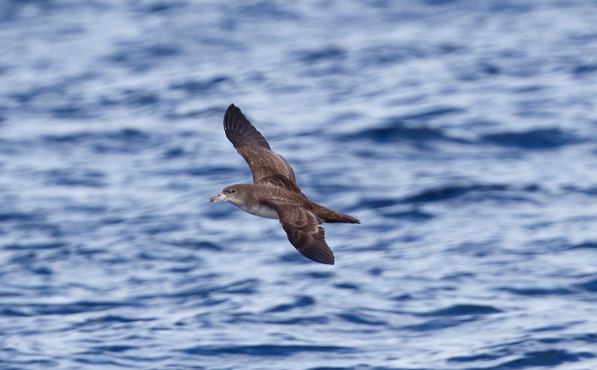 Pink-footed Shearwater - ML153111111