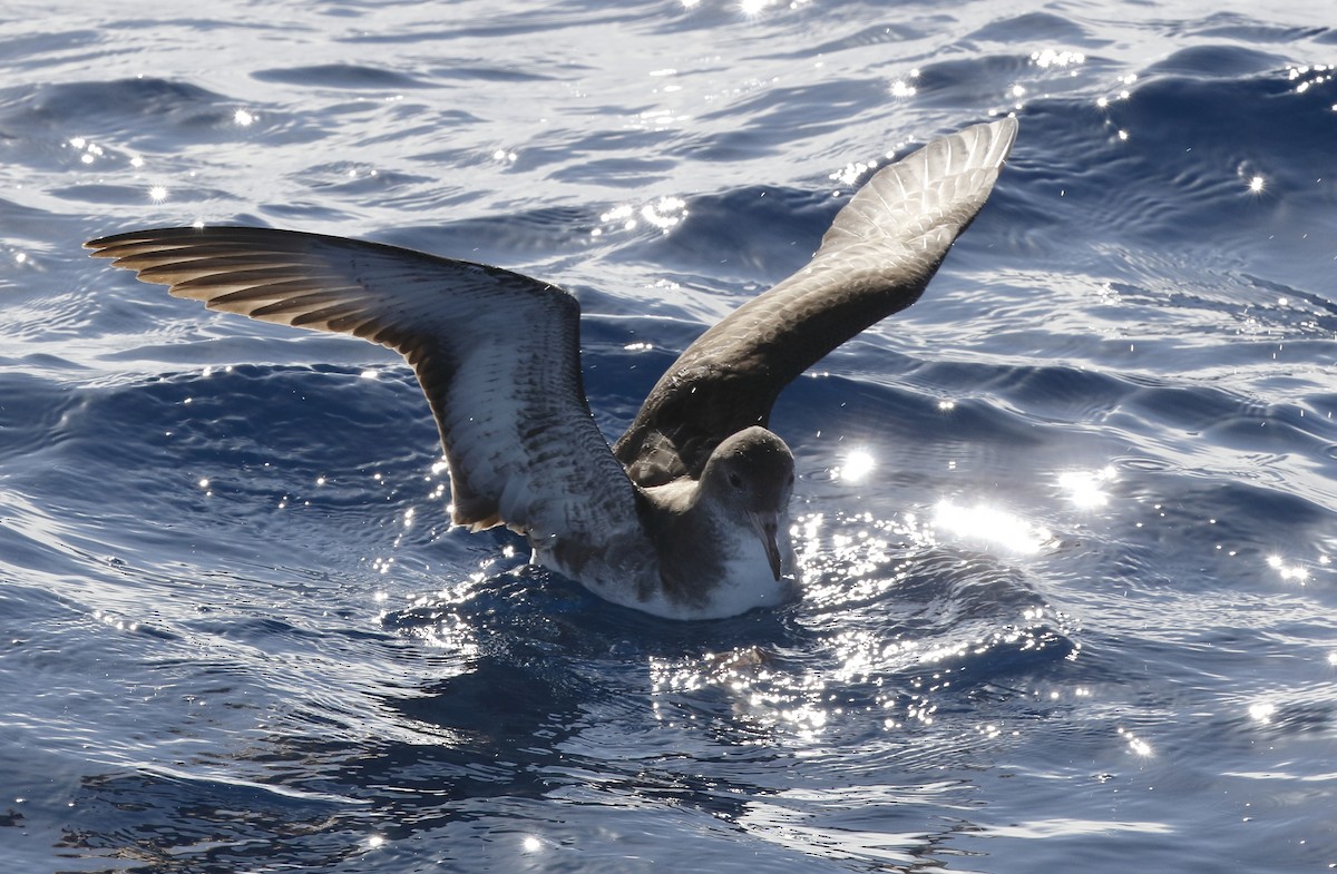 Pink-footed Shearwater - ML153111121
