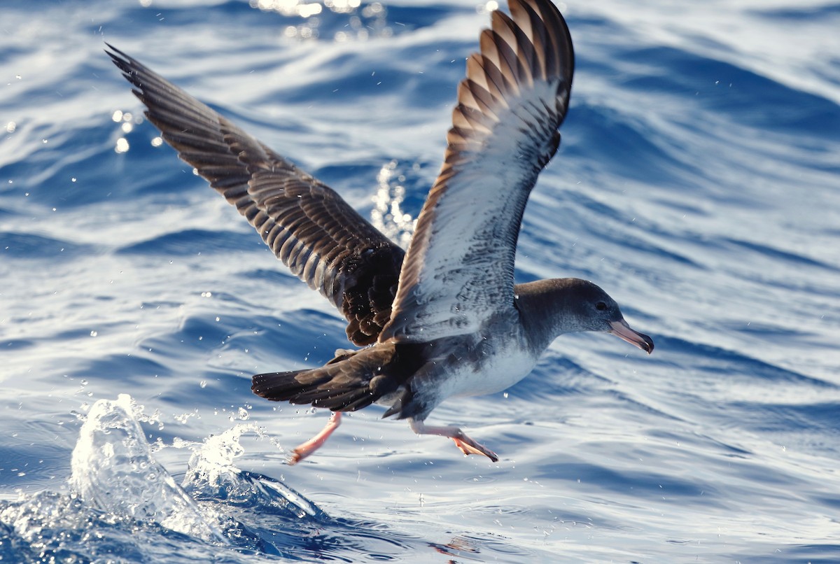 Pink-footed Shearwater - ML153111131