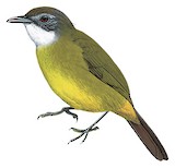 White-bearded Greenbul Illustration