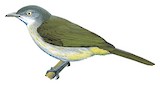 Lowland Tiny Greenbul Illustration