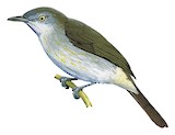 Montane Tiny Greenbul Illustration