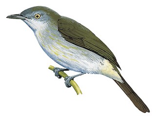 Usambara Greenbul