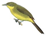 Icterine Greenbul Illustration