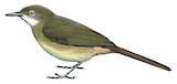 Fischer's Greenbul Illustration