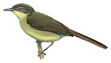 Placid Greenbul Illustration