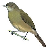 Toro Olive Greenbul Illustration