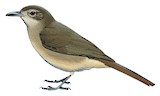 Pale-olive Greenbul Illustration