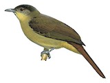 Sassi's Olive Greenbul Illustration