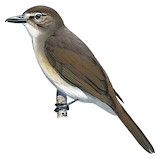 Hook-billed Bulbul Illustration