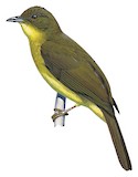 Finsch's Bulbul Illustration