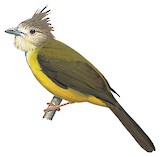 Puff-throated Bulbul Illustration