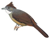 Penan Bulbul Illustration