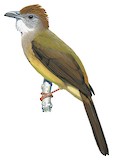 Grey-cheeked Bulbul Illustration