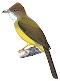 Brown-cheeked Bulbul Illustration