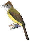 Palawan Bulbul Illustration