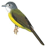 Yellow-bellied Bulbul Illustration