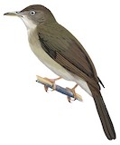 Charlotte's Bulbul Illustration