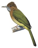 Mountain Bulbul Illustration