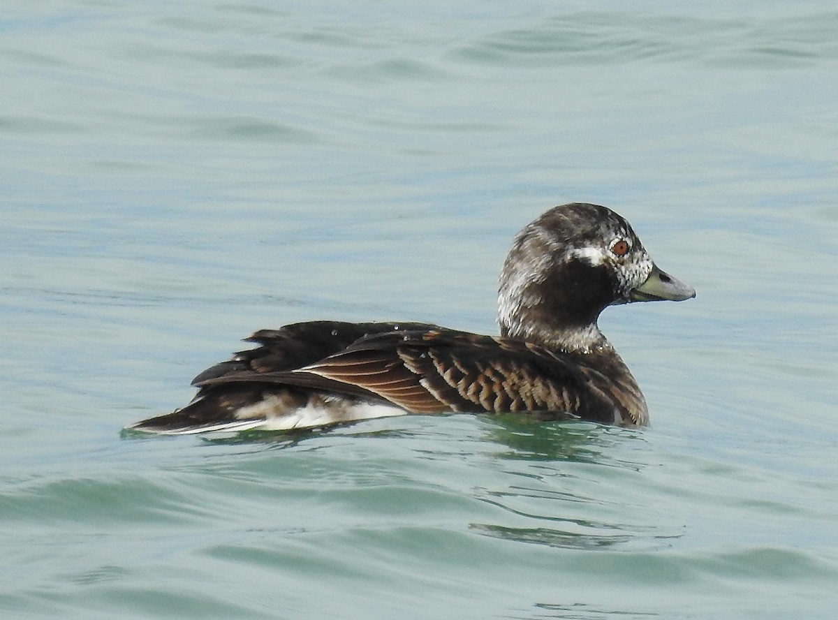 Long-tailed Duck - Theresa Dobko (td birder)