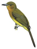 Yellowish Bulbul Illustration