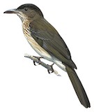 Streak-breasted Bulbul Illustration