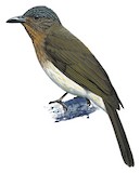 Visayan Bulbul Illustration