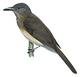 Mindoro Bulbul Illustration