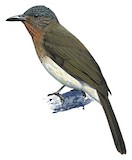 Philippine Bulbul Illustration