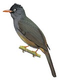 Reunion Bulbul Illustration