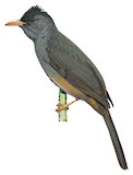 Mauritius Bulbul Illustration