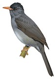 Malagasy Bulbul Illustration