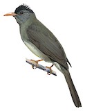 Grande Comore Bulbul Illustration