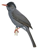 Square-tailed Bulbul Illustration