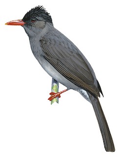 Hypsipetes ganeesa humii