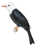 Black Bulbul Illustration