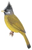 Crested Finchbill Illustration