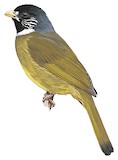 Collared Finchbill Illustration