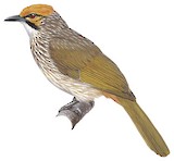 Straw-headed Bulbul Illustration