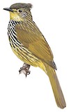 Striated Bulbul Illustration