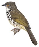 Cream-striped Bulbul Illustration