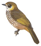 Spot-necked Bulbul Illustration