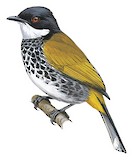 Scaly-breasted Bulbul Illustration