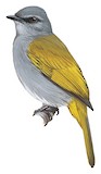 Grey-bellied Bulbul Illustration